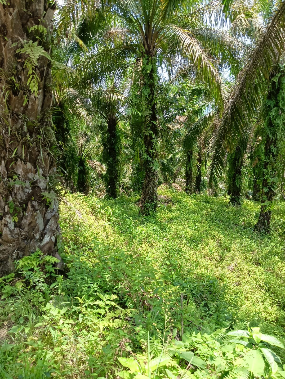 Meningkatkan Kualitas Kelapa Sawit Di Desa
